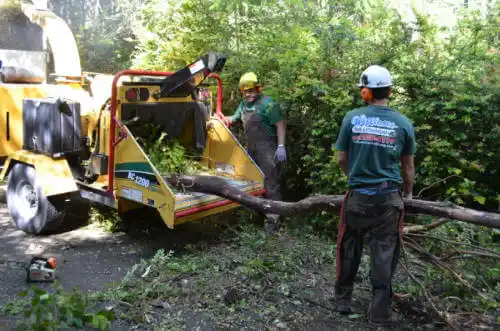 tree services Mount Airy